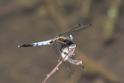 IMG_0770 Orthetrum albistylum male.JPG